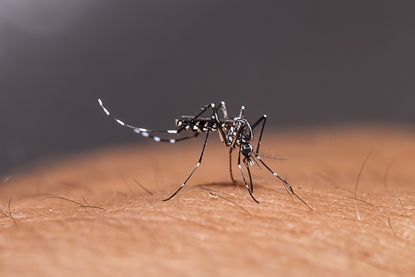 Demam dan Nyeri Sendi Tak Kunjung Hilang? Bisa Jadi Chikungunya