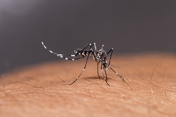 Demam dan Nyeri Sendi Tak Kunjung Hilang? Bisa Jadi Chikungunya